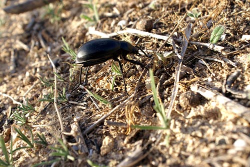 Blaps gigas (Coleoptera, Tenebrionidae)
