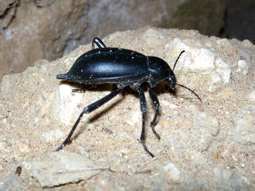 Blaps gigas (Coleoptera, Tenebrionidae)