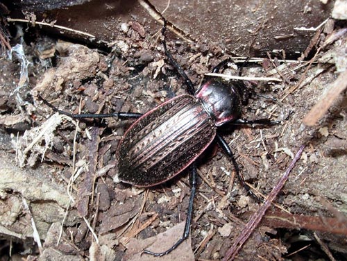 Carabus morbillosus morbillosus di Lampedusa