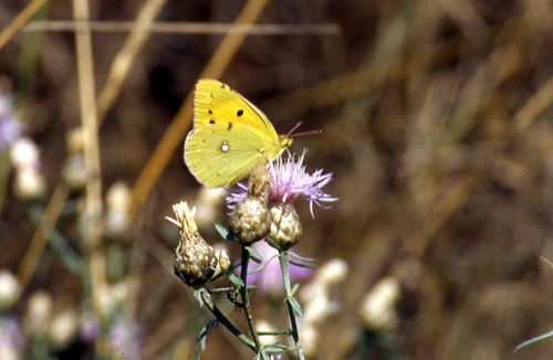 Kanetisa circe, Aporia crataegi, Heteropterus morpheus