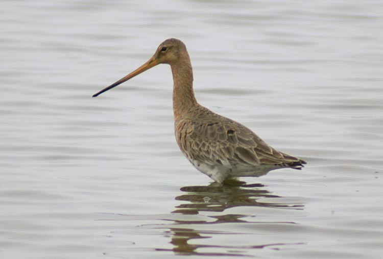 Pittima reale Limosa limosa