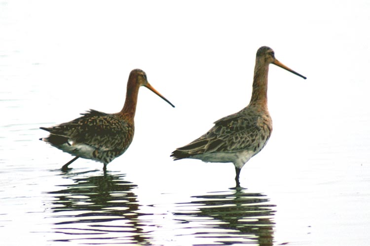 Pittima reale Limosa limosa