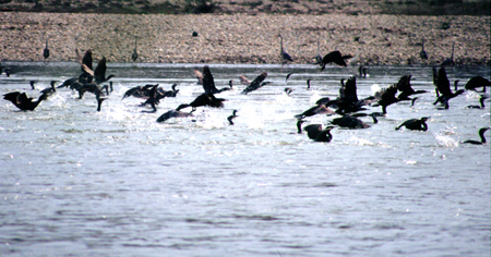 Phalacrocorax  carbo - Cormorano