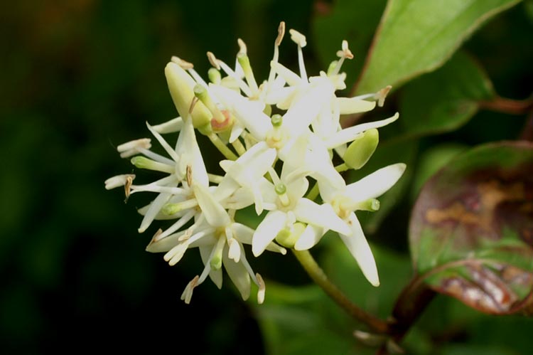 Cornus sanguinea / Corniolo sanguinello