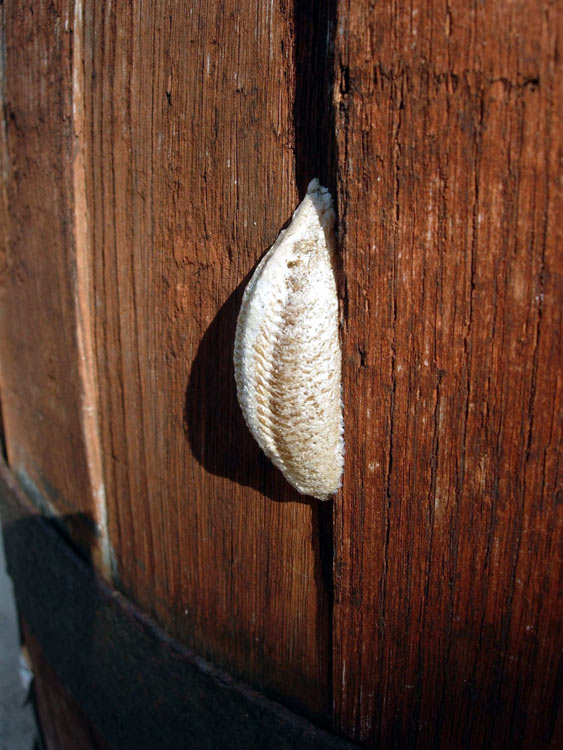 ooteca di Mantis religiosa