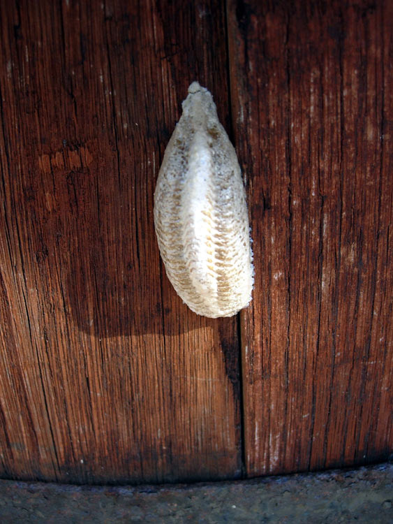 ooteca di Mantis religiosa