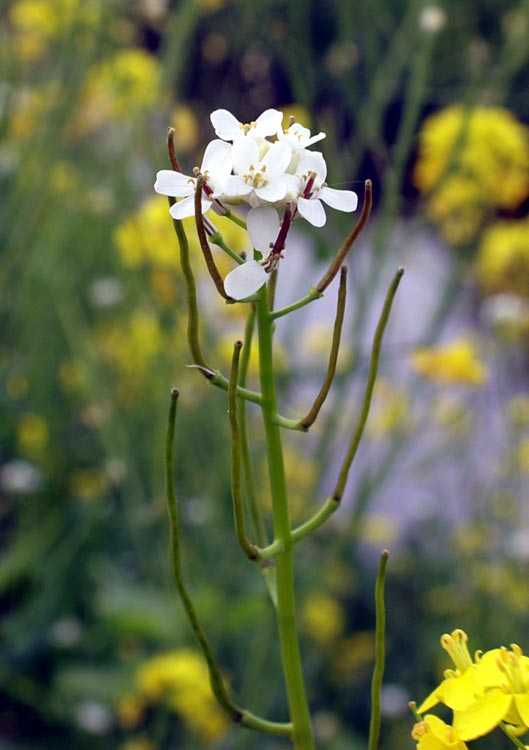 Alliaria petiolata