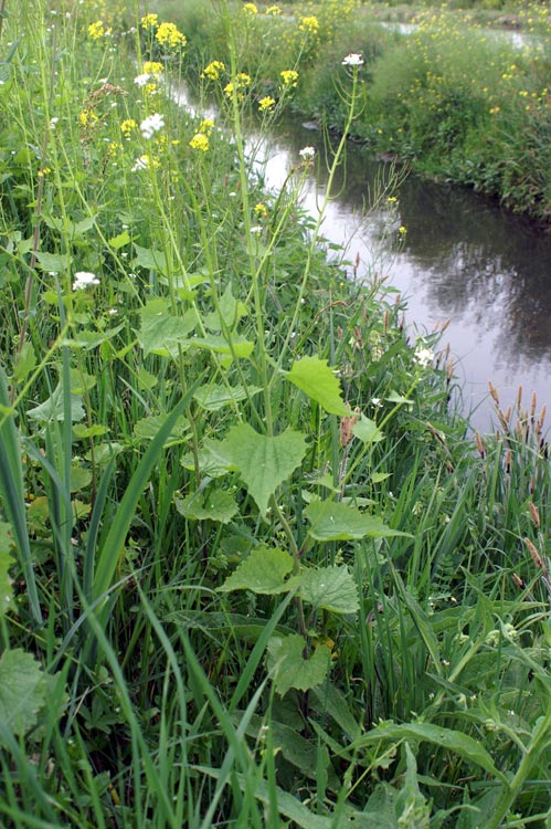 Alliaria petiolata