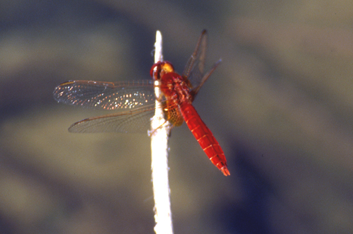 Crocothemis erythraea