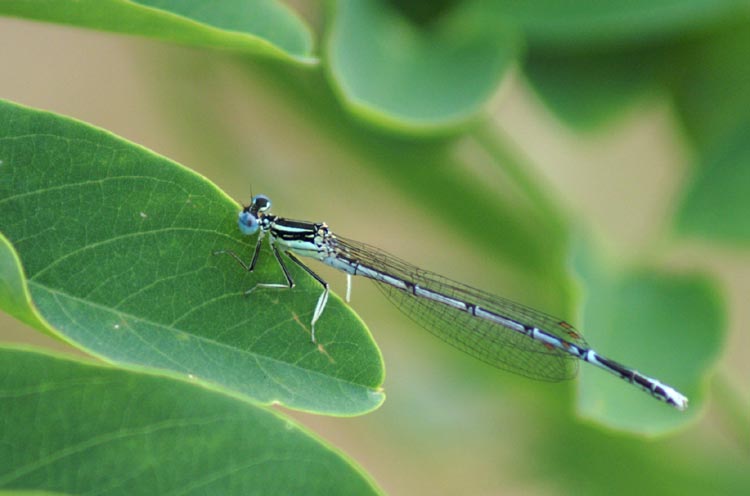 libellule: Sympetrum depressiusculum e Platycnemis pennipes