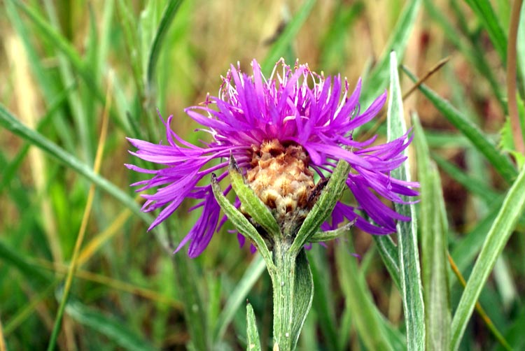 Centaurea sp.
