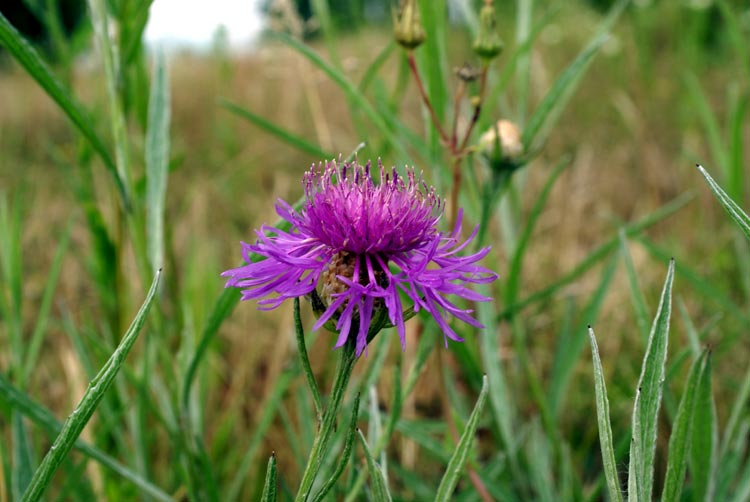 Centaurea sp.