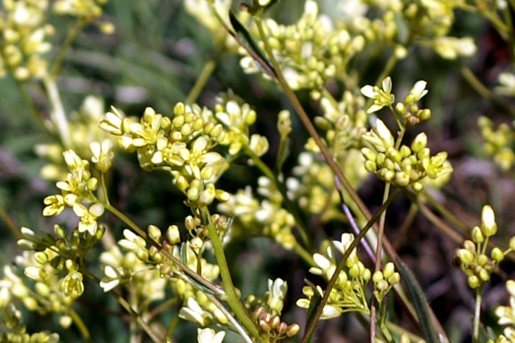 Biscutella laevigata / Biscutella montanina