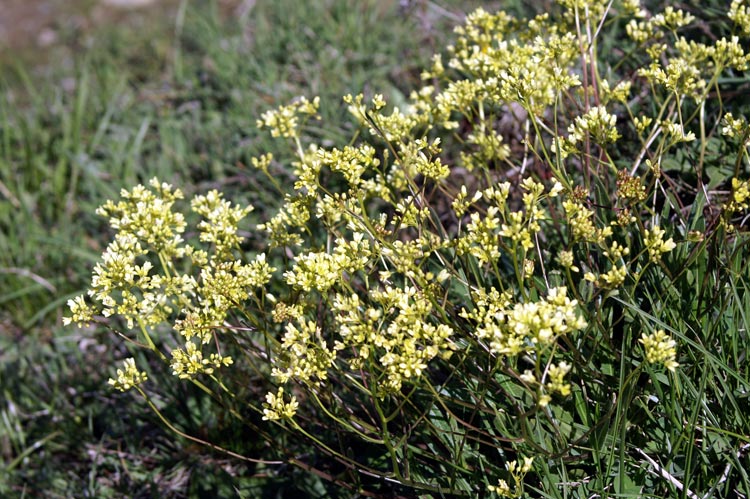 Biscutella laevigata / Biscutella montanina