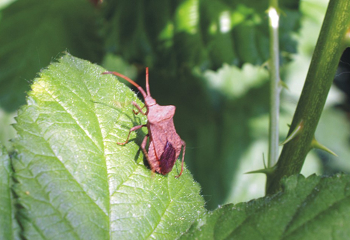 Dolycoris baccarum e Coreus marginatus