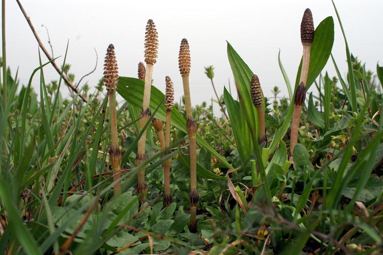 Equisetum arvense