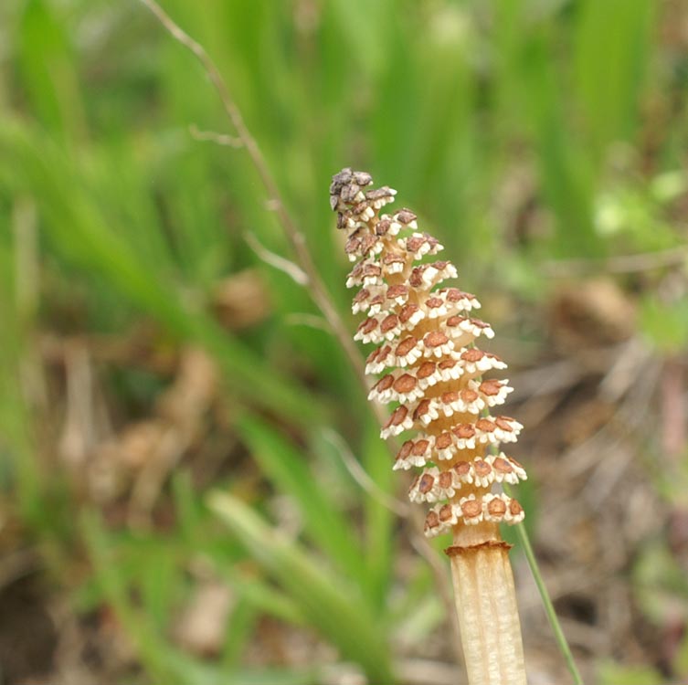 Equisetum arvense