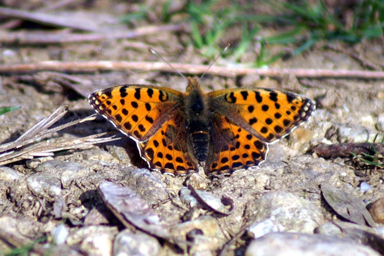 Issoria lathonia e Polygonia c-album