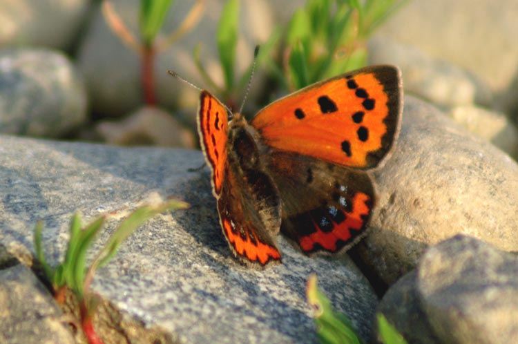 Lycaena phlaeas