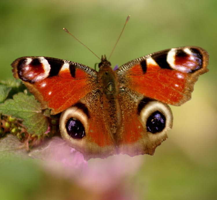 Aglais io