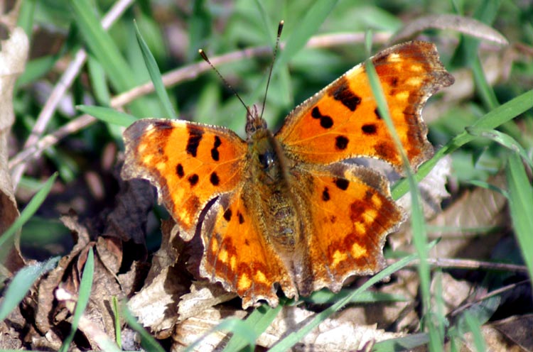 Issoria lathonia e Polygonia c-album