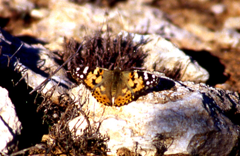 Vanessa cardui