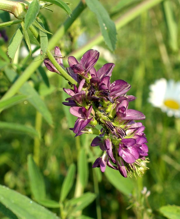 Medicago sativa / Erba medica, Erba Spagna