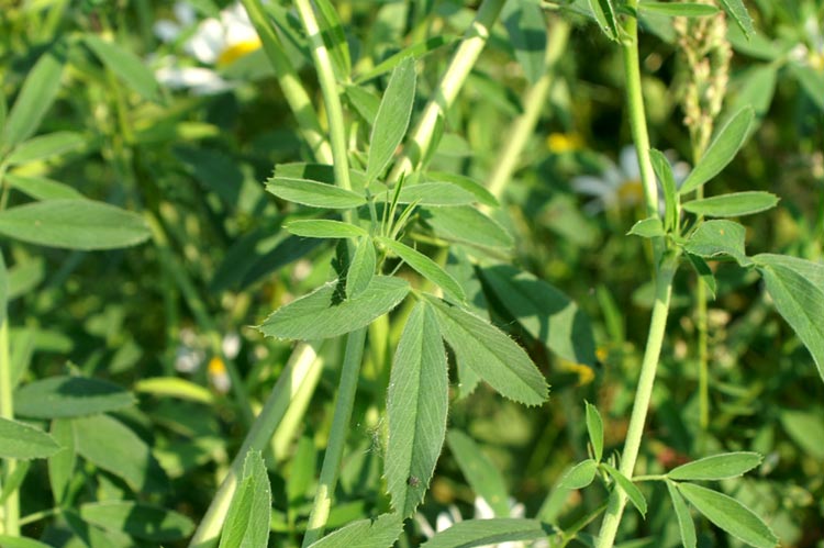 Medicago sativa / Erba medica, Erba Spagna