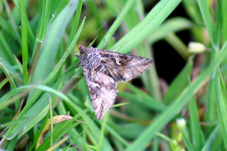 Autographa gamma