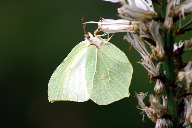 Gonepteryx rhamni