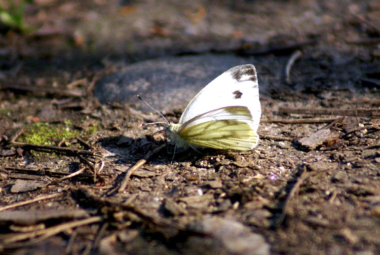 Pieris napi