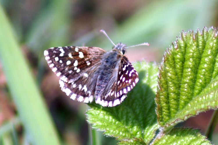 Pyrgus malvoides