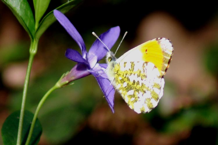 Anthocharis cardamines