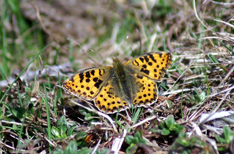 Issoria lathonia (Lepidoptera, Nymphalidae)