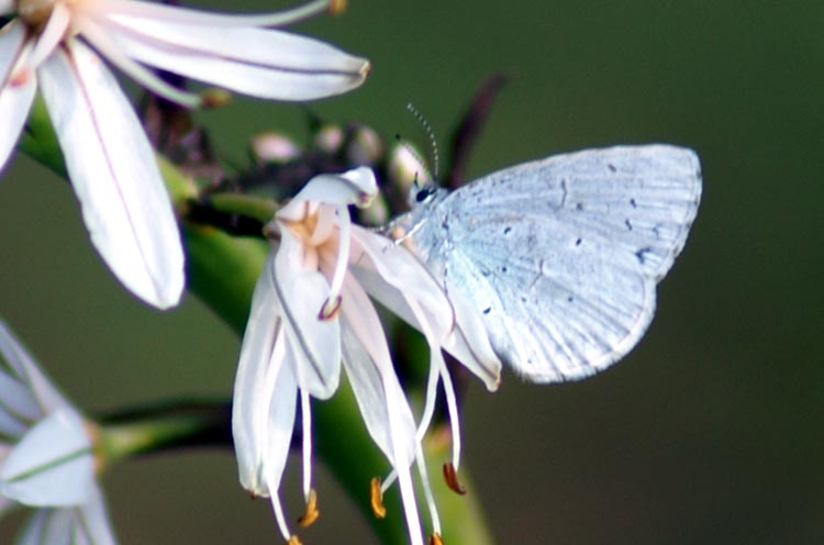 Celastrina argiolus