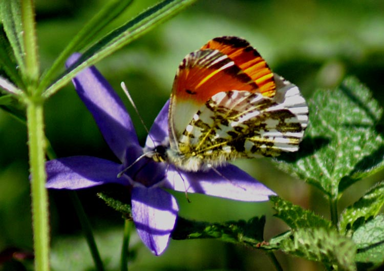 Anthocharis cardamines