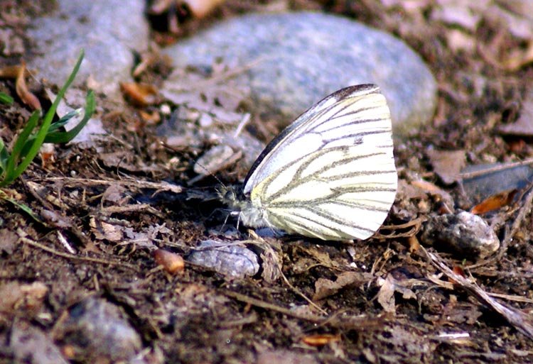 Pieris napi