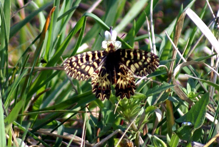 Zerynthia polyxena (Lepidoptera, Papilionidae)