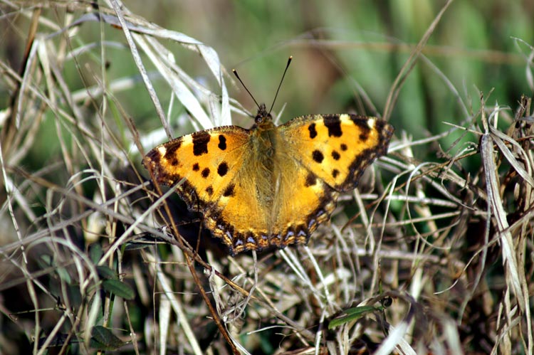 primi voli (Nymphalis polychloros)