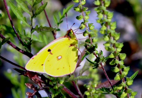 Melanargia galathea, Papilio machaon