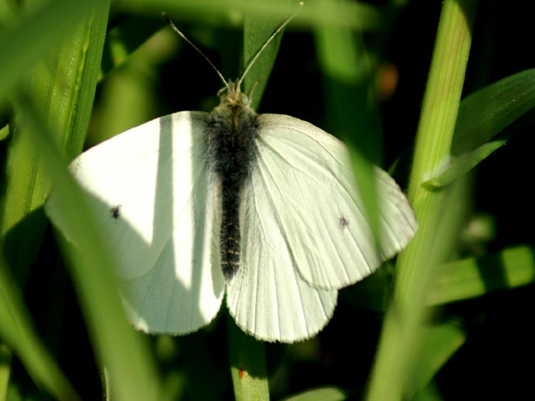 Pieris rapae