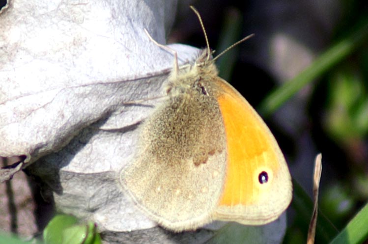 Coenonympha pamphilus