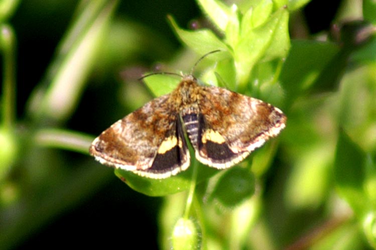 Panemeria tenebrata (Lepidoptera, Noctuidae)