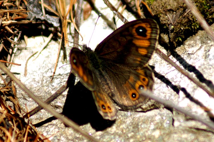 Lasiommata petropolitana