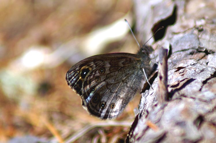 Lasiommata petropolitana