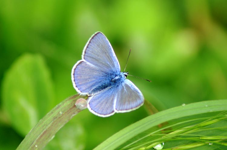 Polyommatus icarus