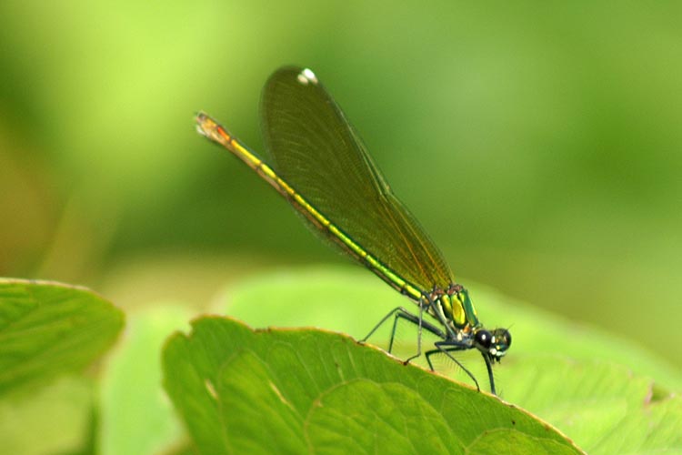 Calopteryx splendens (femmina)