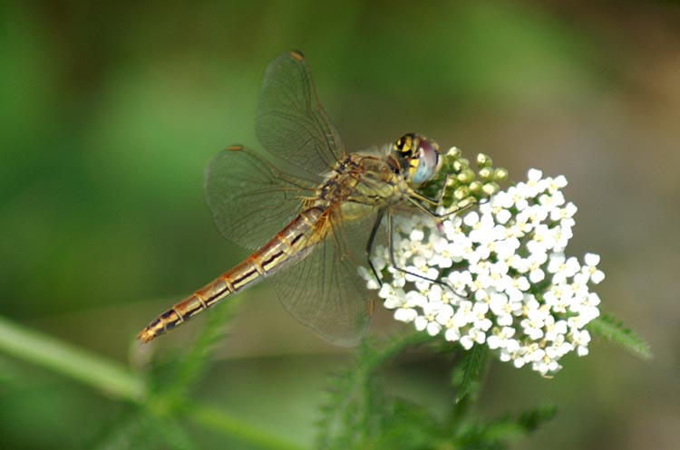 Sympetrum fonscolombii (Odonata, Libellulidae)