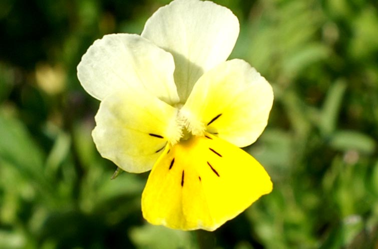 Viola tricolor /Viola del pensiero