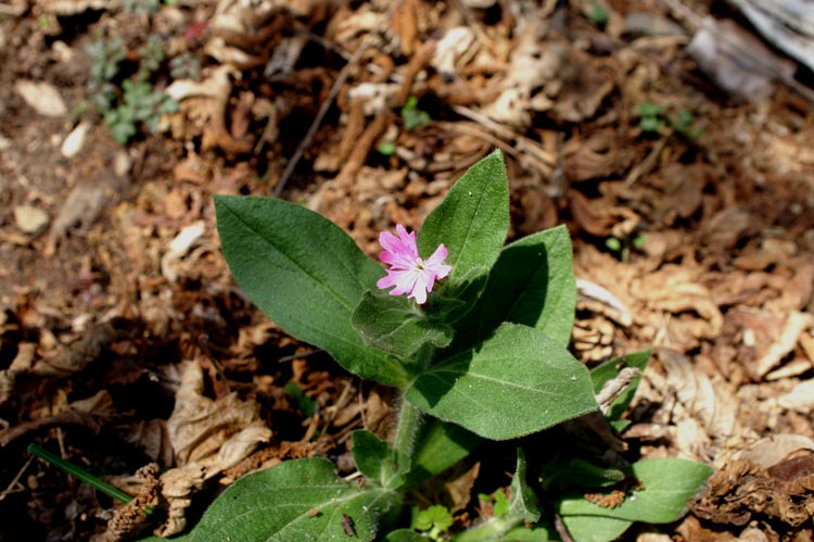 Silene dioica / Silene dioica